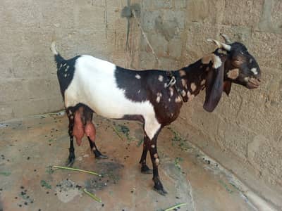 Full Bakra Setup Kamori Tapri Cross Breed