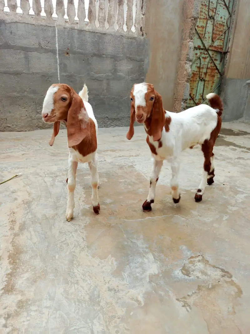 Full Bakra Setup Kamori Tapri Cross Breed — photo 2