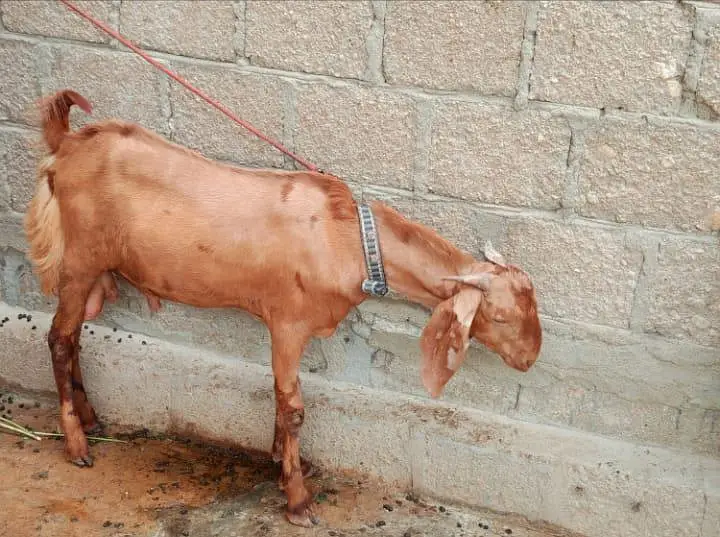Full Bakra Setup Kamori Tapri Cross Breed — photo 5