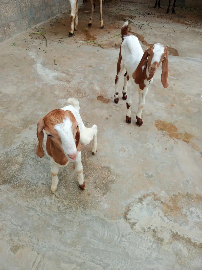 Full Bakra Setup Kamori Tapri Cross Breed — photo 6