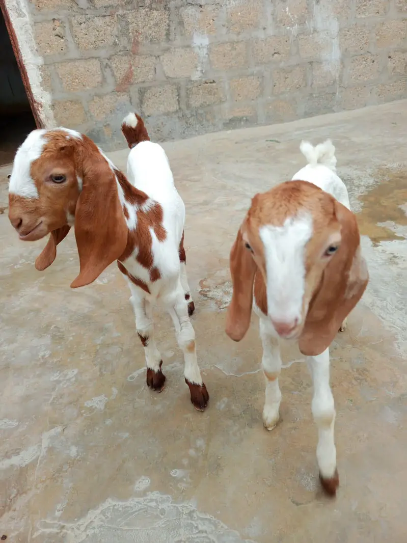 Full Bakra Setup Kamori Tapri Cross Breed — photo 7