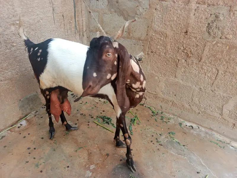 Full Bakra Setup Kamori Tapri Cross Breed — photo 8