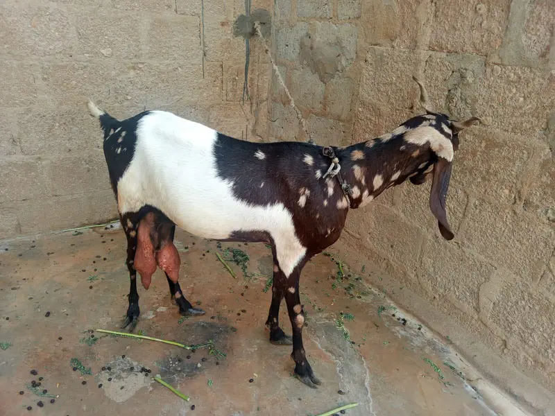 Full Bakra Setup Kamori Tapri Cross Breed — photo 9