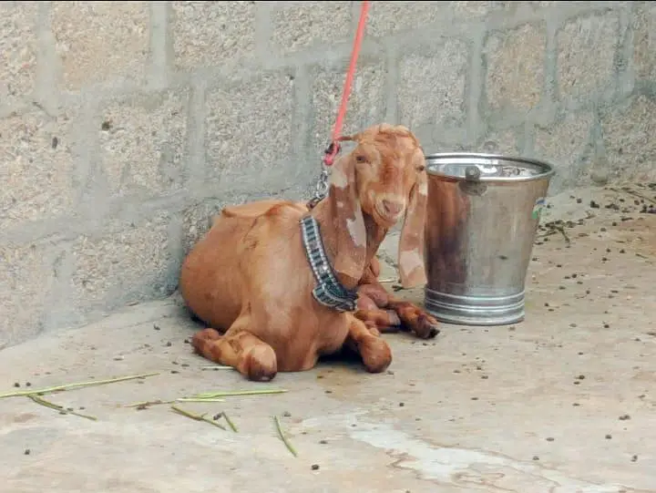 Full Bakra Setup Kamori Tapri Cross Breed — photo 12