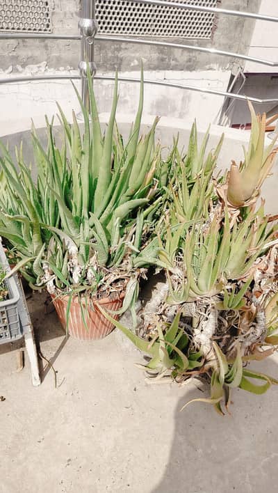 Aelovera/Snake plant