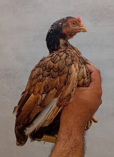 Peeli Shajri Maadi Available