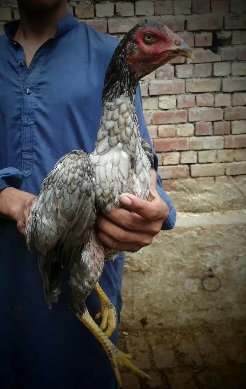 female — photo 2