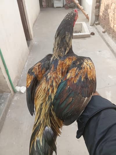Thai+mianwali