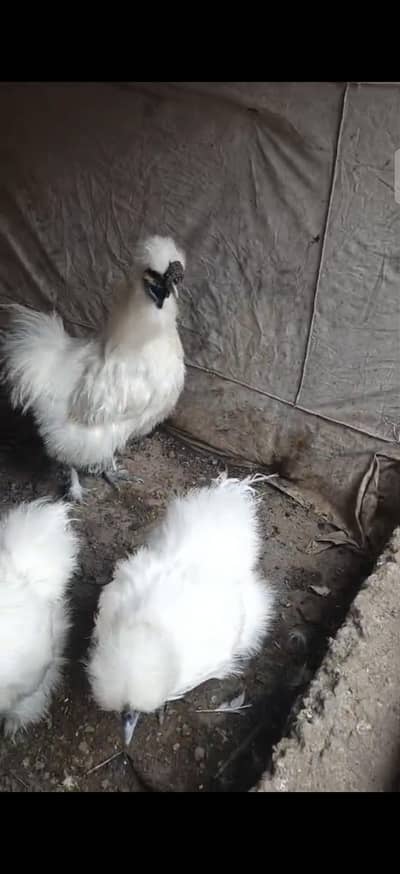 pure silkie hen trio set for sale five fingers , blue ear , pure breed