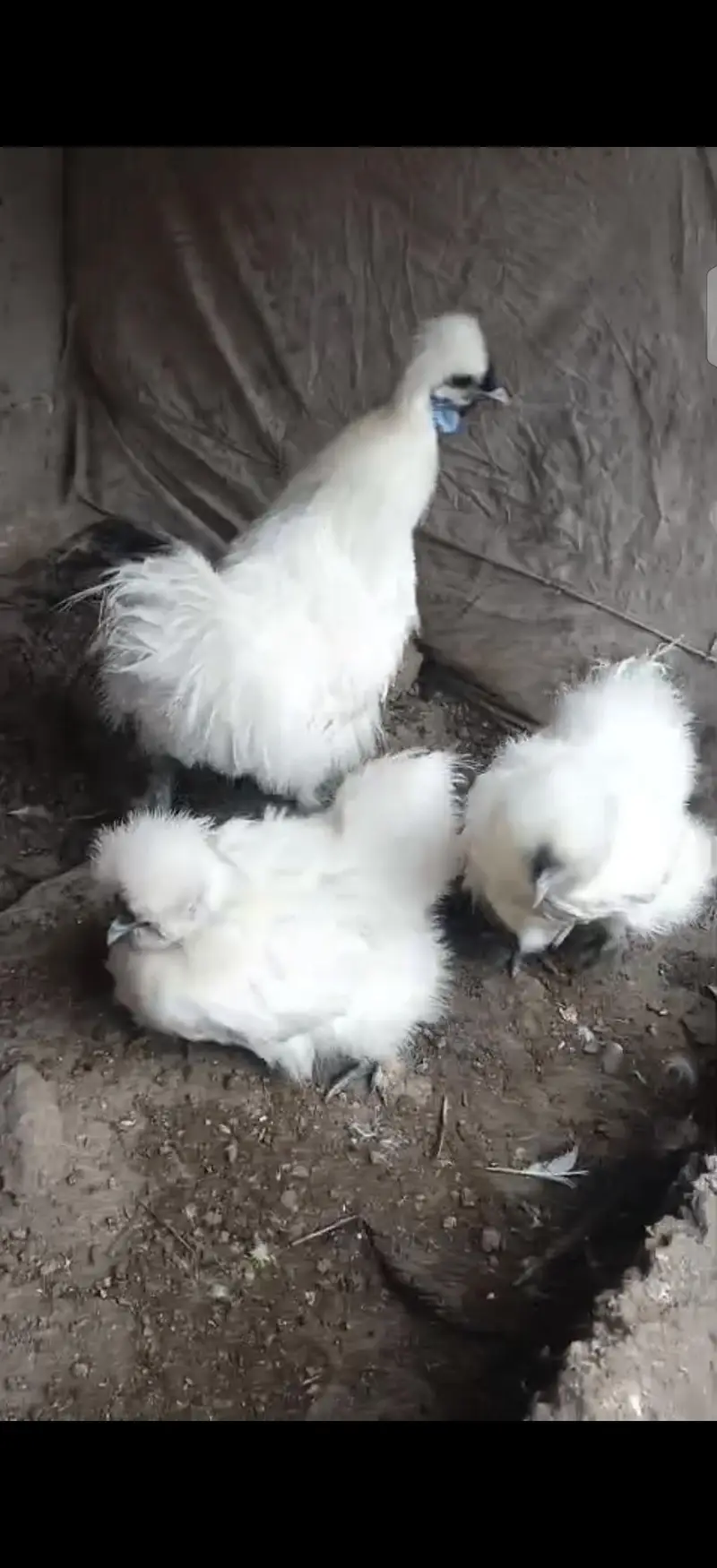 pure silkie hen trio set for sale five fingers , blue ear , pure breed — photo 2