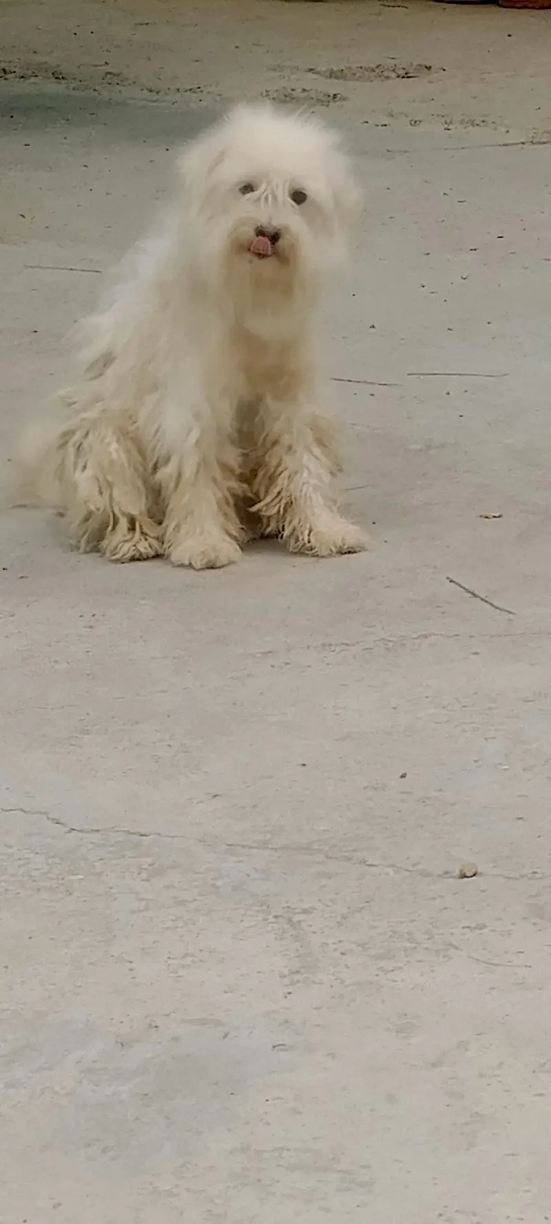 Mobile no 03445485819 Dog for sale :18k — photo 2