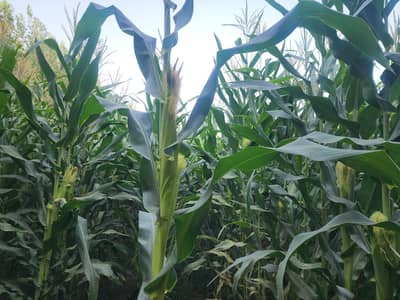 Maize  Crops