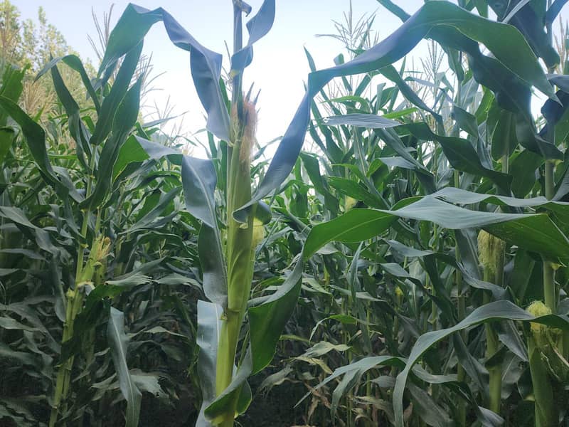 Maize  Crops 0