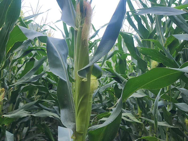 Maize  Crops 1