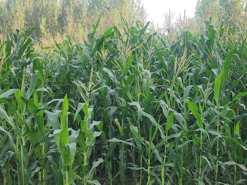 Maize  Crops 2