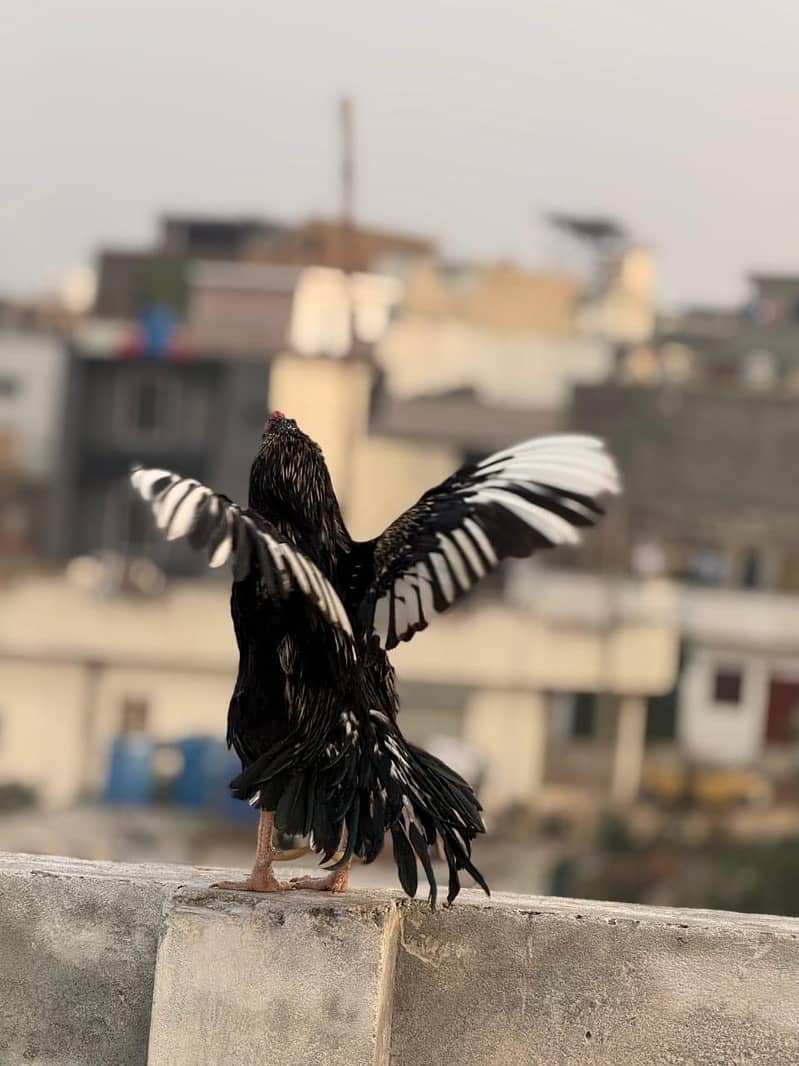murga 1
