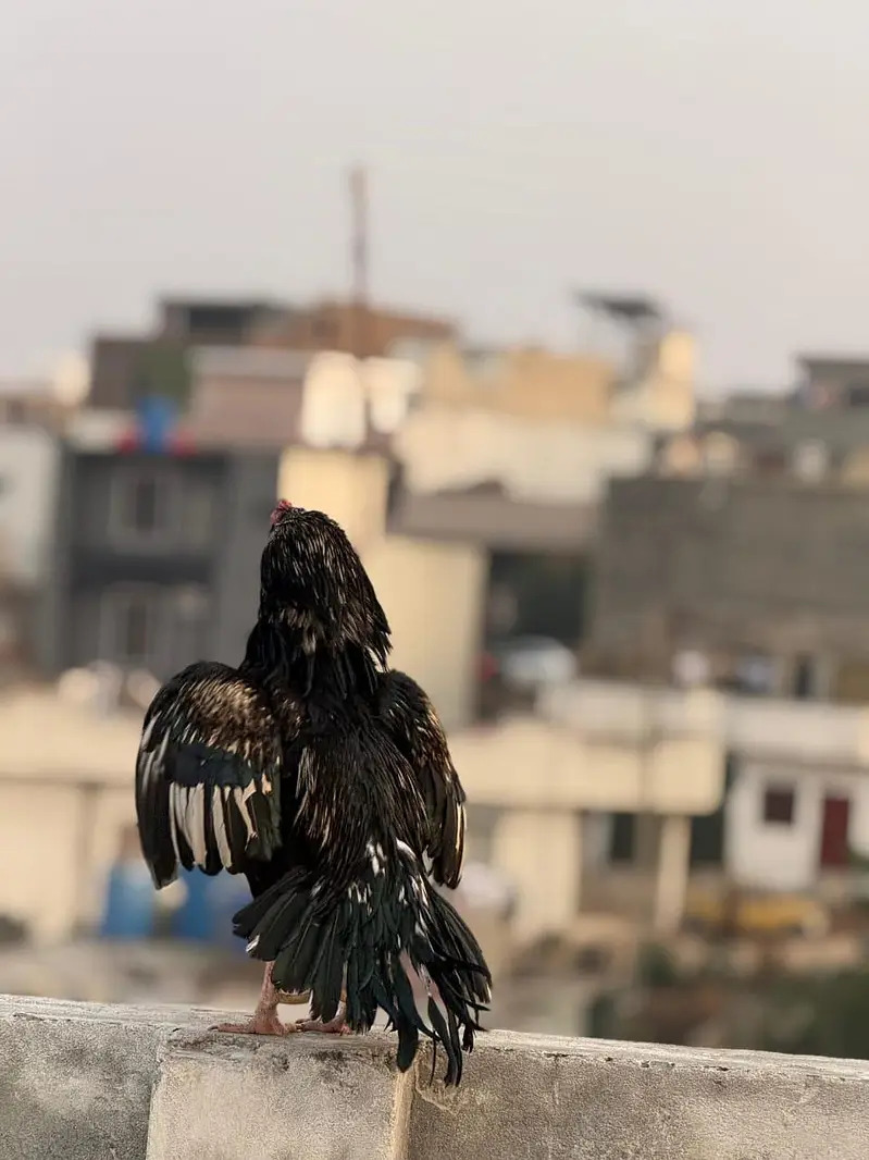 murga — photo 3