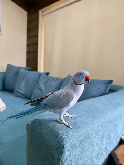 Violet Ringneck Male