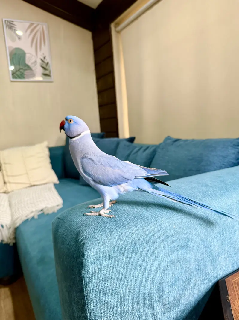 Violet Ringneck Male — photo 2