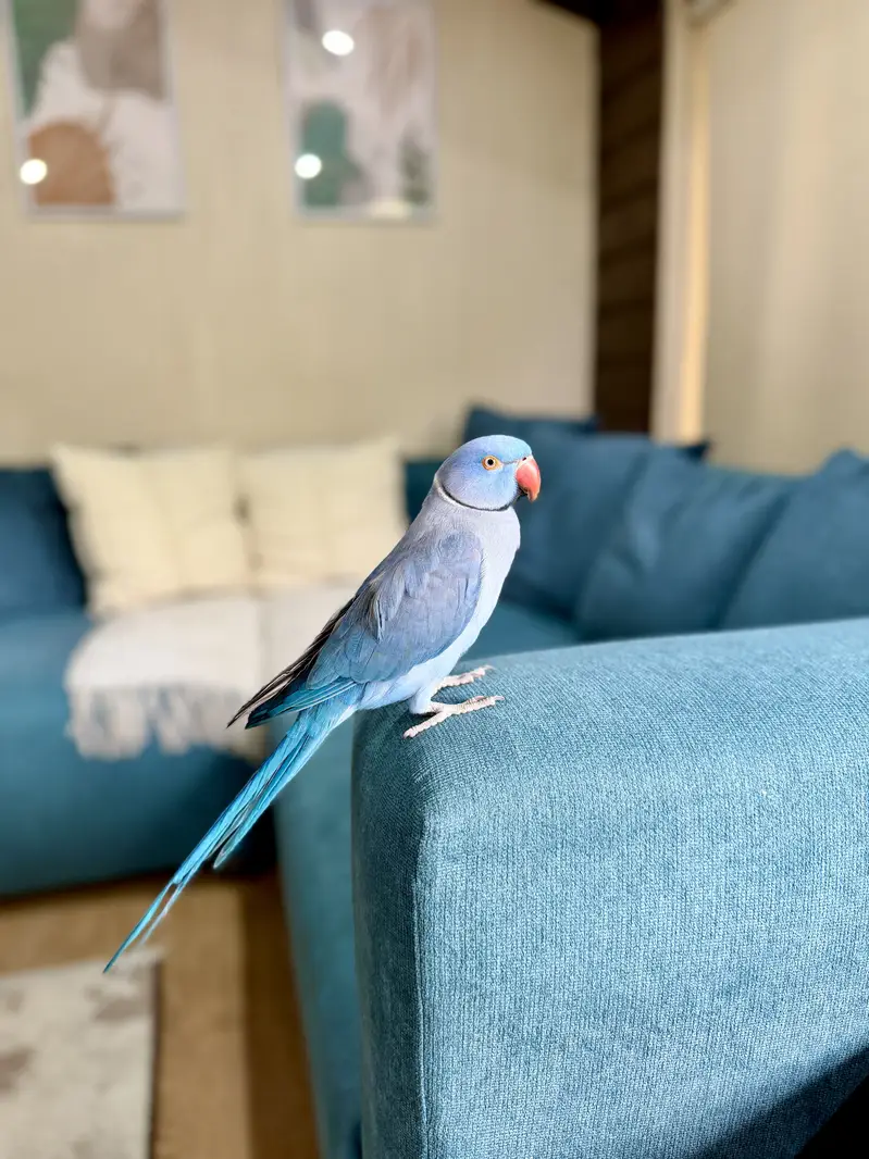Violet Ringneck Male — photo 3