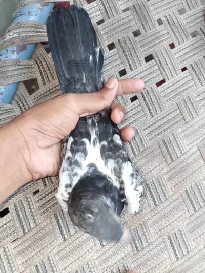 teddy pigeon