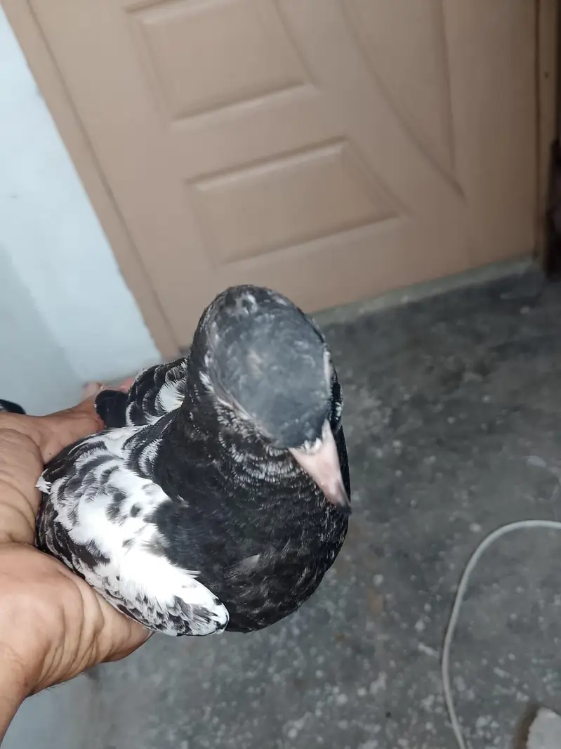 teddy pigeon — photo 2
