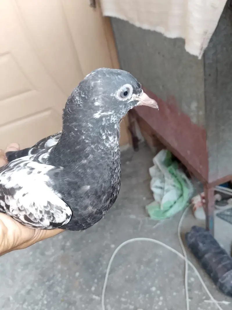 teddy pigeon — photo 3