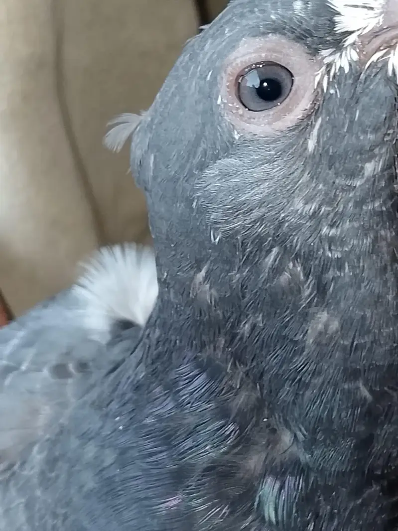 teddy pigeon — photo 4