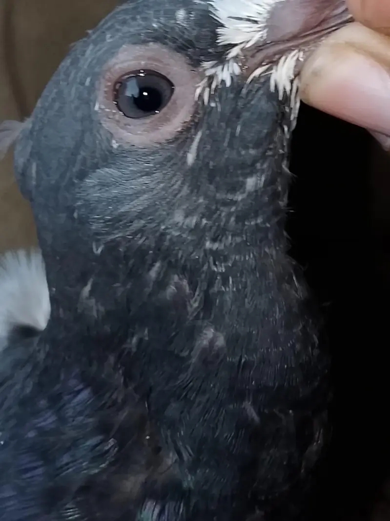 teddy pigeon — photo 5