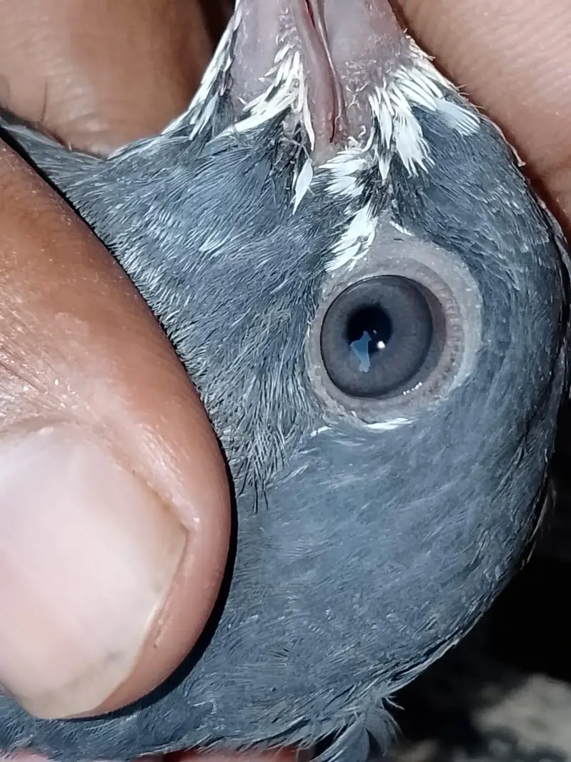 teddy pigeon — photo 6