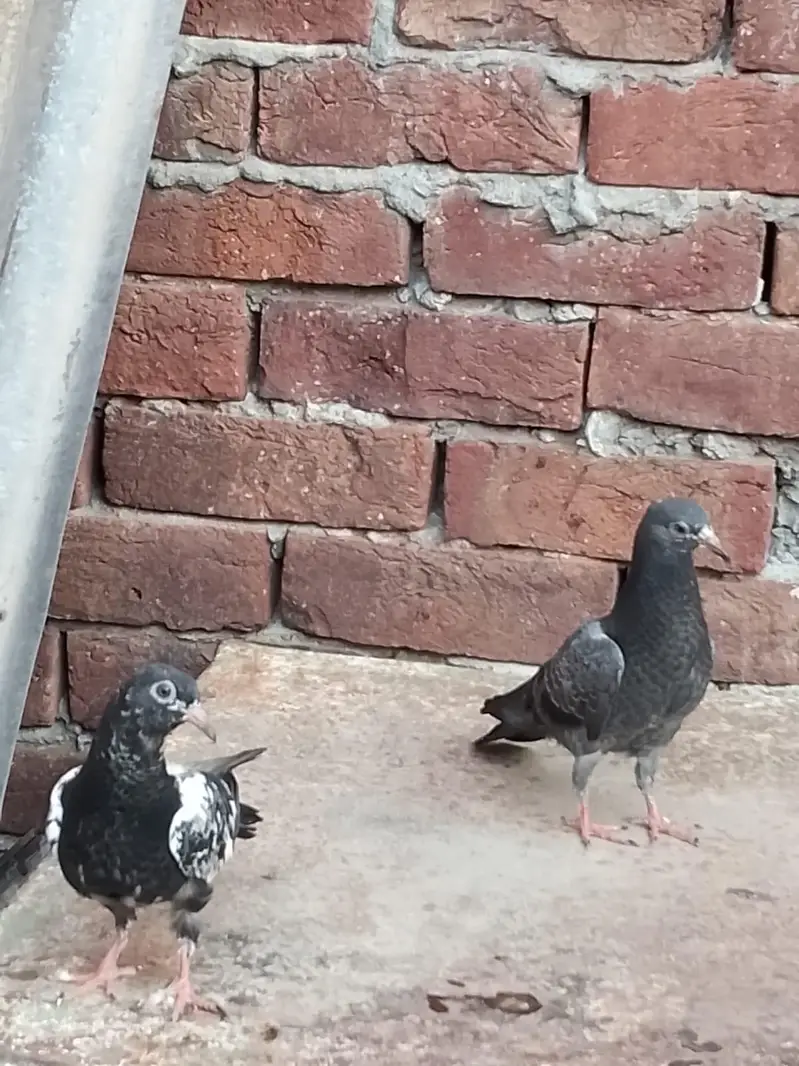 teddy pigeon — photo 7