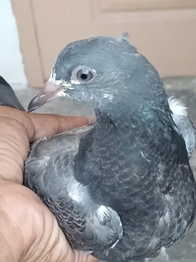 teddy pigeon — photo 8