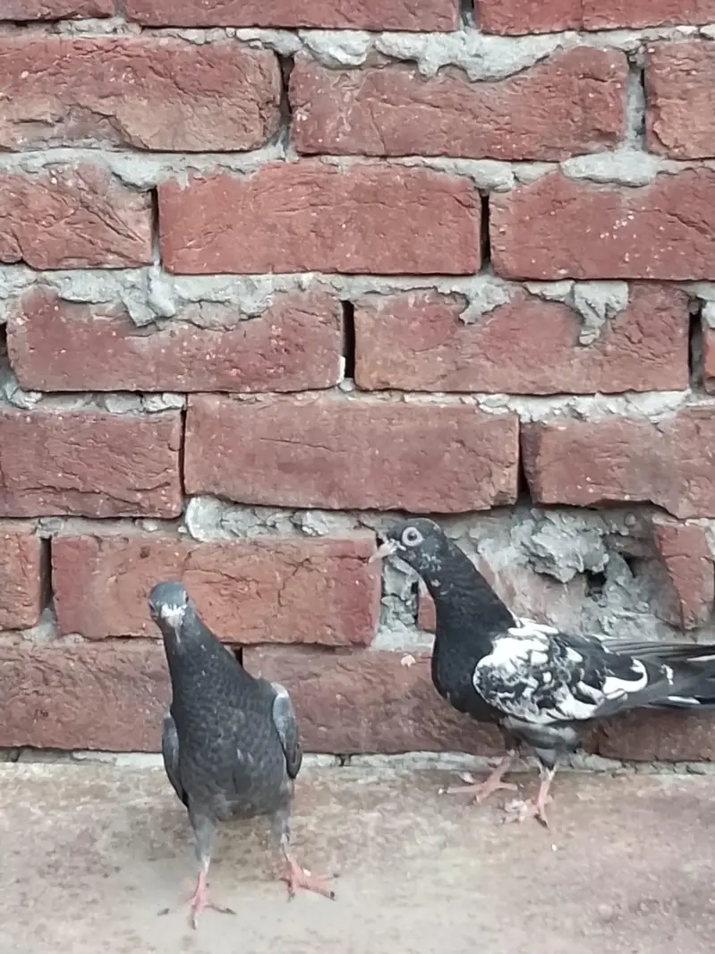 teddy pigeon — photo 9