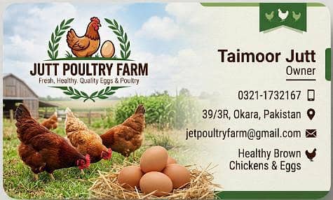 ​2 Months Desi Chickens (500g-600g) - Jutt Poultry Farm Okara