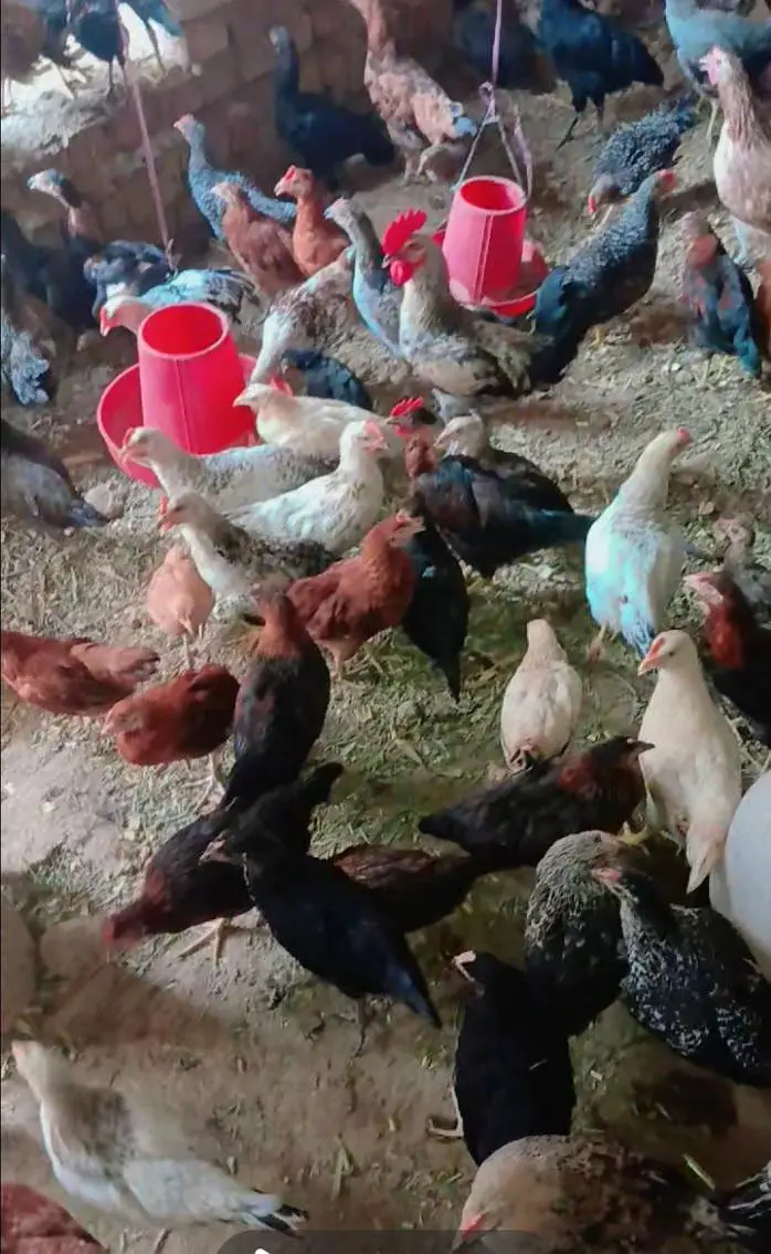 ​2 Months Desi Chickens (500g-600g) - Jutt Poultry Farm Okara — photo 2