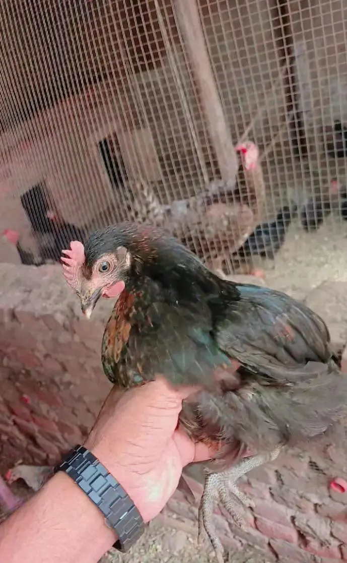 ​2 Months Desi Chickens (500g-600g) - Jutt Poultry Farm Okara — photo 3