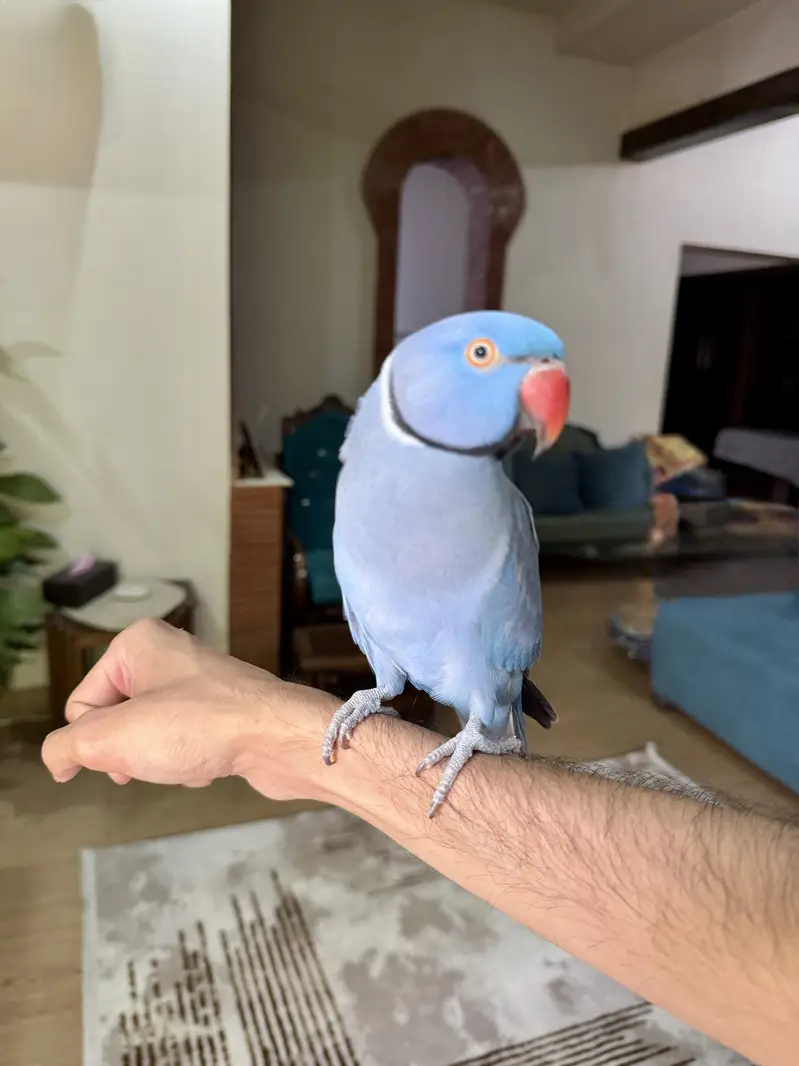 Violet Ringneck Male — photo 4