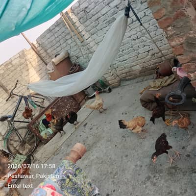 hens for sale