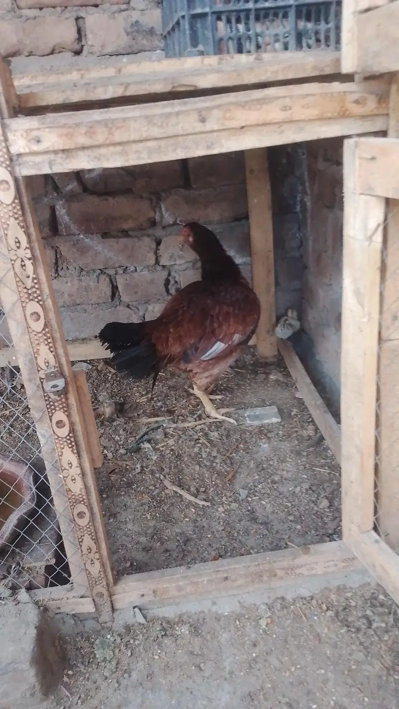 hens for sale — photo 2