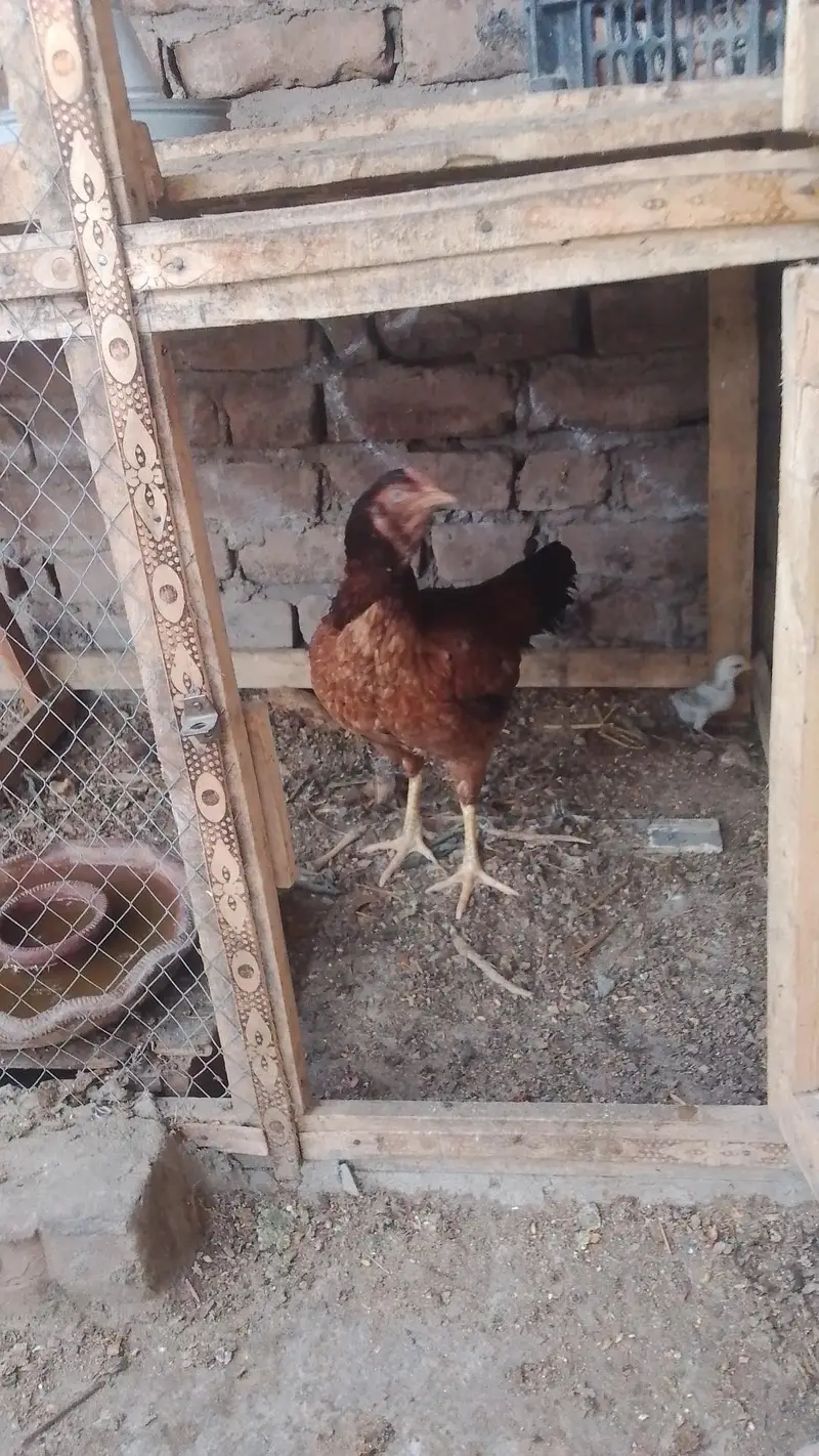 hens for sale — photo 3