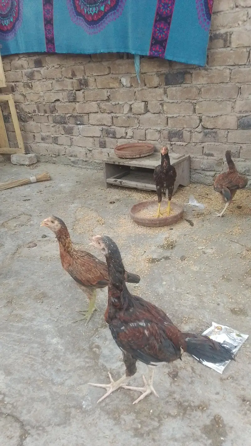 hens for sale — photo 4