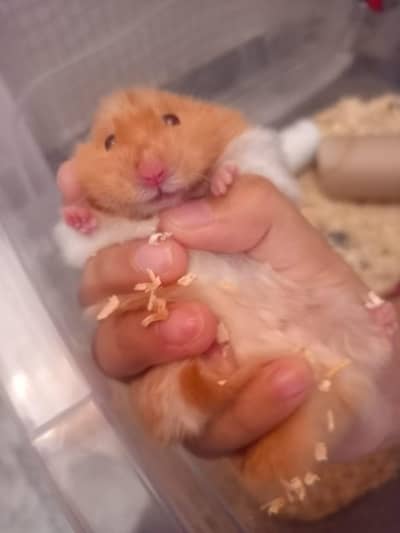 Male Hamster