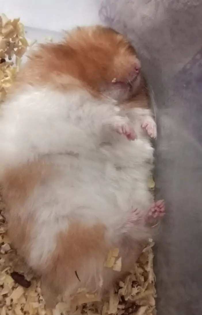 Male Hamster — photo 2