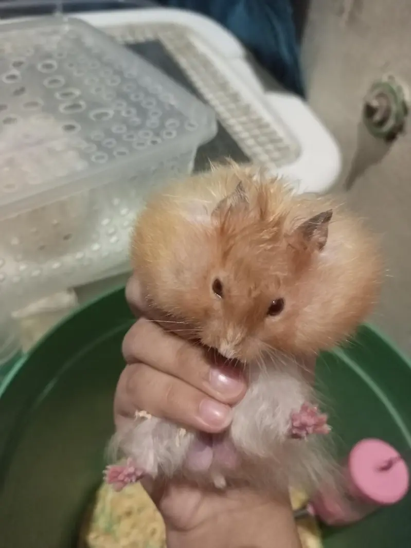 Male Hamster — photo 3