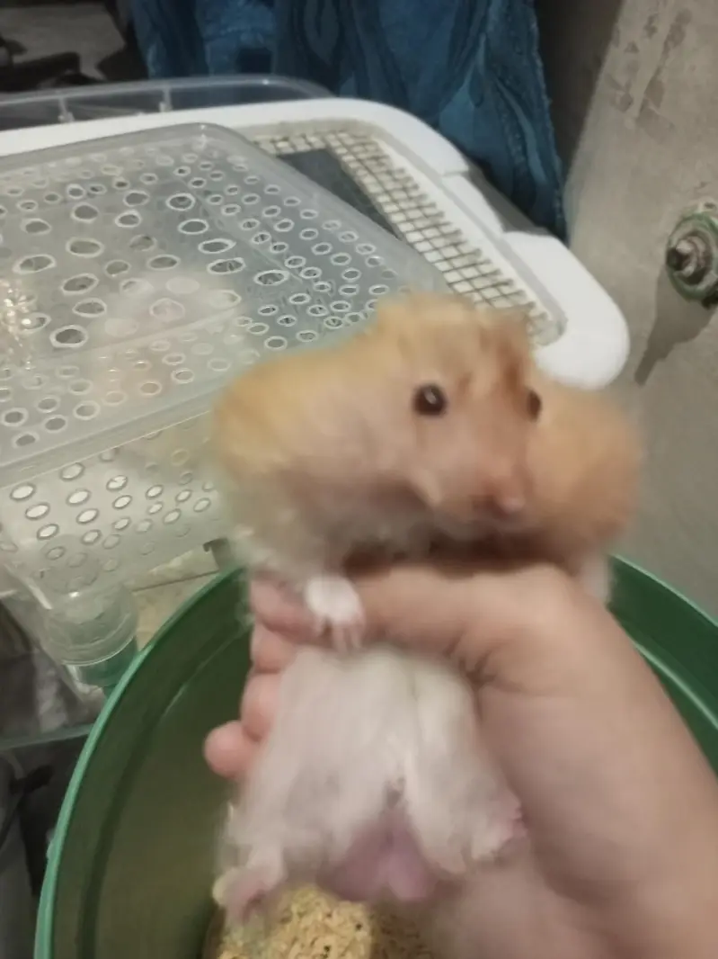 Male Hamster — photo 4