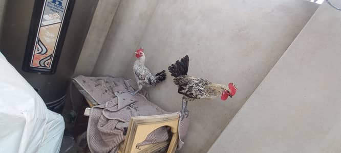 For sale