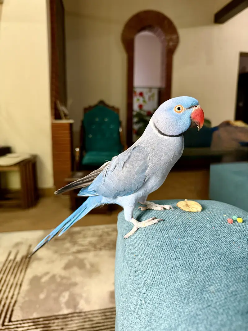 Violet Ringneck Male — photo 5