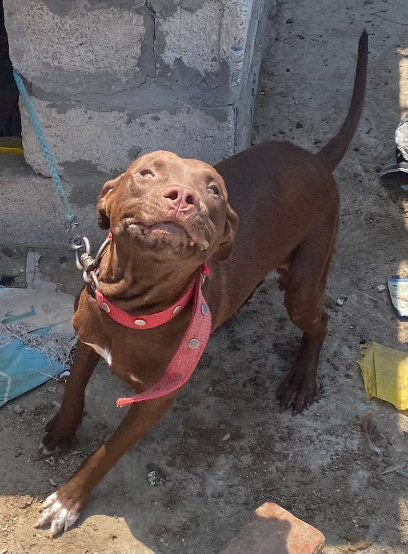 Trained Pitbull 0