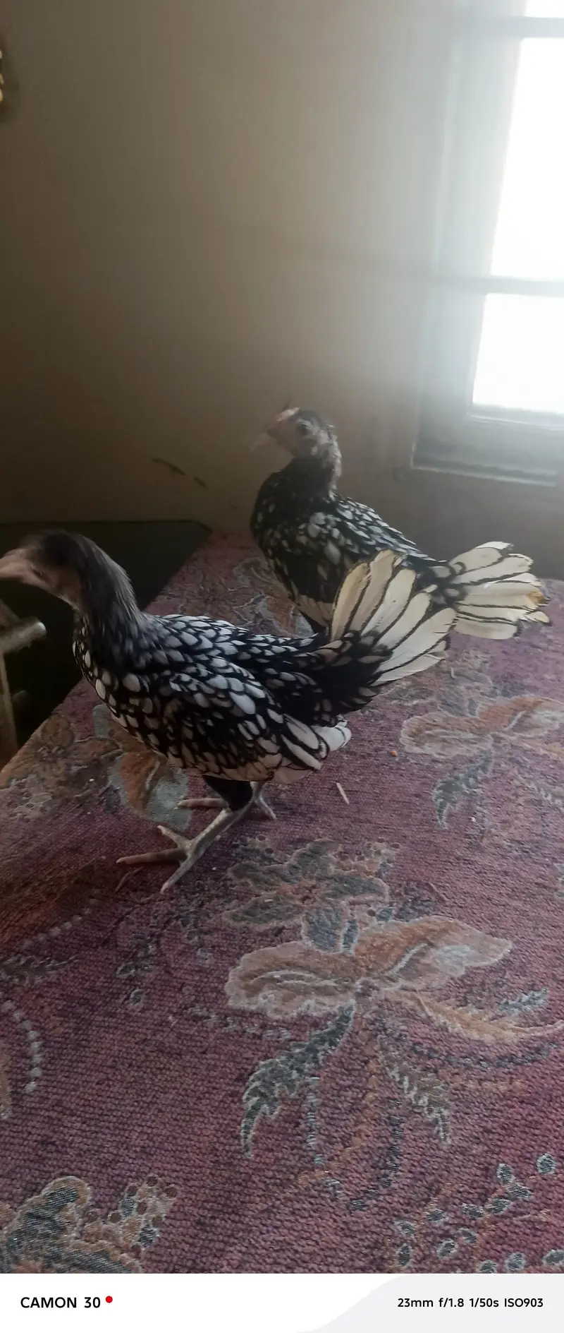 Silver sebright pullet — photo 2