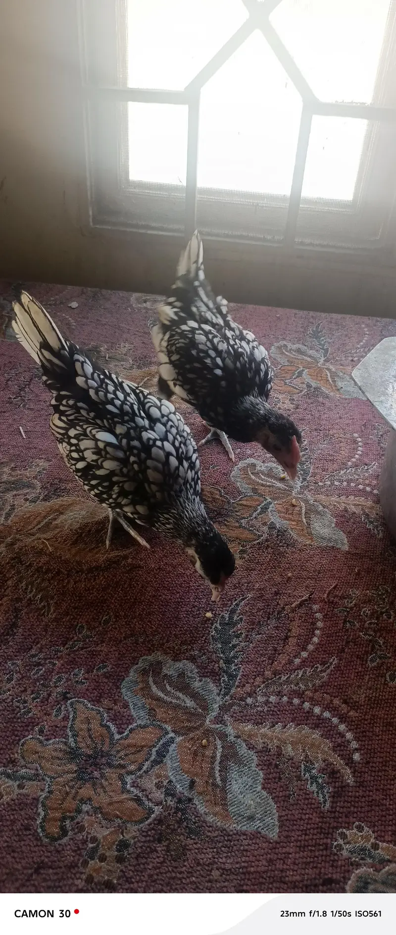 Silver sebright pullet — photo 3